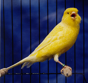 canary2