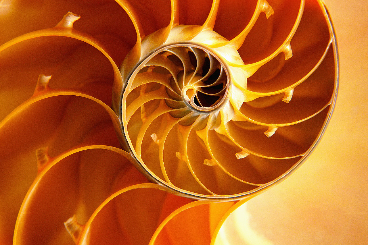 Cross Section of Chambered Nautilus Shell