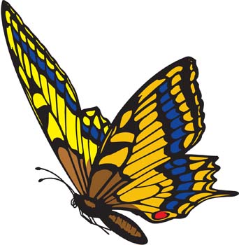 broken wing butterfly options strategy