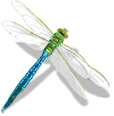 dragonfly doji stock market timing options trading technical analysis candelstick charts etf education active investor spx vix